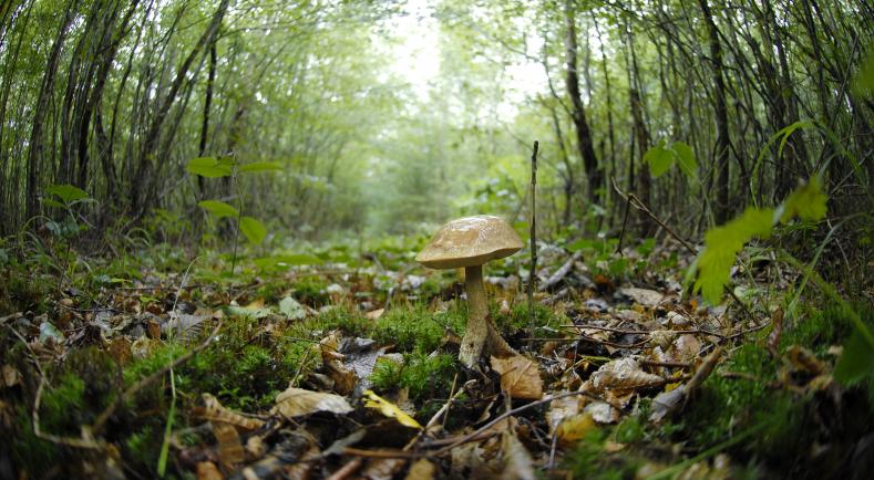 champignons biodiversité